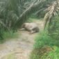 Satu individu gajah sumatra (_Elephas maximus sumatranus_) ditemukan mati di areal perkebunan kelapa sawit Afdeling B Blok 34, Kampung Kaloy, Kecamatan Tamiang Hulu, Kabupaten Aceh Tamiang, Minggu siang.