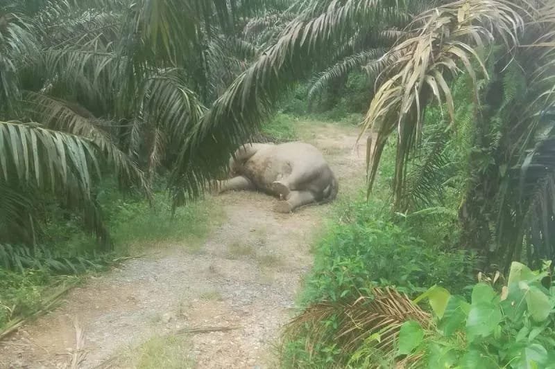 Satu individu gajah sumatra (_Elephas maximus sumatranus_) ditemukan mati di areal perkebunan kelapa sawit Afdeling B Blok 34, Kampung Kaloy, Kecamatan Tamiang Hulu, Kabupaten Aceh Tamiang, Minggu siang.