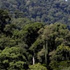 Pemerintah Aceh menerima hibah Rp27 miliar dari skema Results-Based Payment (RBP) REDD+ Indonesia melalui Green Climate Fund (GCF) untuk memperkuat tata kelola dan kelestarian hutan.