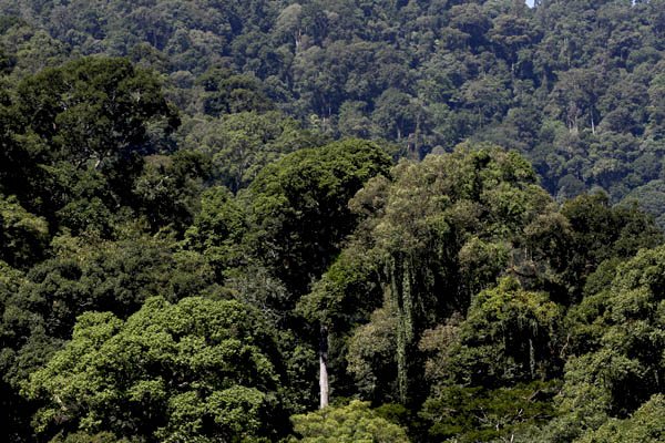 Pemerintah Aceh menerima hibah Rp27 miliar dari skema Results-Based Payment (RBP) REDD+ Indonesia melalui Green Climate Fund (GCF) untuk memperkuat tata kelola dan kelestarian hutan.