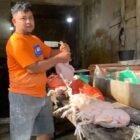 Kelangkaan dan lonjakan harga ayam potong di Pasar Pagi Kualasimpang, Aceh Tamiang, menghimpit pedagang kecil selama sepekan.