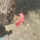 Puluhan ekor ayam kampung milik warga Gampong Tamping, Kecamatan Panton Reu, Aceh Barat, mati mendadak dalam beberapa hari terakhir.
