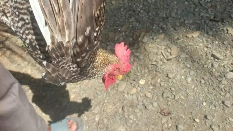 Puluhan ekor ayam kampung milik warga Gampong Tamping, Kecamatan Panton Reu, Aceh Barat, mati mendadak dalam beberapa hari terakhir.