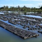 Kepiting soka hasil budidaya masyarakat pesisir Meuraxa, Banda Aceh berhasil diekspor ke Singapura, Malaysia, Jepang, dan China.