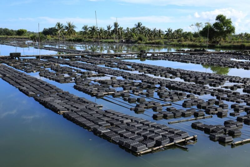 Kepiting soka hasil budidaya masyarakat pesisir Meuraxa, Banda Aceh berhasil diekspor ke Singapura, Malaysia, Jepang, dan China.