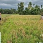 Seorang warga Gampong Cot Dah, Kecamatan Tanah Luas, Aceh Utara, Sofyan (43), ditemukan meninggal dunia di persawahan, Rabu (2/9/2026) pukul 15.15 WIB.
