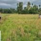 Seorang warga Gampong Cot Dah, Kecamatan Tanah Luas, Aceh Utara, Sofyan (43), ditemukan meninggal dunia di persawahan, Rabu (2/9/2026) pukul 15.15 WIB.