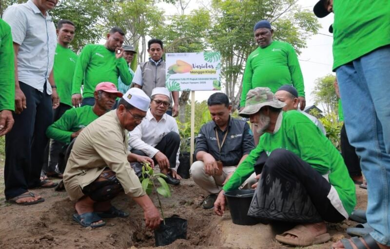 Masyarakat Dusun Madat, Gampong Paloh Lada, Kecamatan Dewantara, Aceh Utara mulai mengembangkan 600 bibit mangga varietas kiojay melalui Program Kampung Mangga.