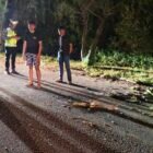 Seorang pelajar M. Jufriadi (17) tewas dalam kecelakaan saat uji kecepatan di Jalan TPI Lampulo, Kuta Alam.