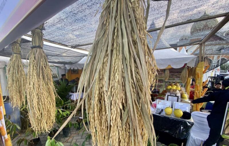 Plt Kepala Dinas Pertanian dan Pangan Aceh Utara Gunawan sampaikan harga gabah di tingkat petani naik jadi Rp 7.800/kg pada musim panen ini.