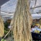 Plt Kepala Dinas Pertanian dan Pangan Aceh Utara Gunawan sampaikan harga gabah di tingkat petani naik jadi Rp 7.800/kg pada musim panen ini.