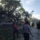 Personel Polres Pidie evakuasi pohon tumbang di Jalan Banda Aceh-Medan, Gampong Gintong, Kecamatan Grong-Grong, Selasa 8/9/2026 pukul 03.30 WIB.