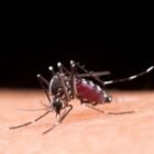 Dinas Kesehatan Aceh Selatan mencatat kasus malaria terus meningkat dalam 3 tahun terakhir.