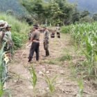 Kodim 0108/Agara melalui Babinsa Posramil Lawe Sumur mendampingi pengukuran lokasi pembangunan Jembatan Gantung Perintis di Desa Buah Pala, Kecamatan Lawe Sumur, Aceh Tenggara, Minggu 13/9/2026.