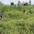 Babinsa Satgas Jembatan Gantung bersama warga Desa Rambung Jaya, Kecamatan Darul Hasanah, Aceh Tenggara, bahu-membahu membersihkan lahan yang akan menjadi lokasi pembangunan jembatan gantung, Senin (14/9/2026).