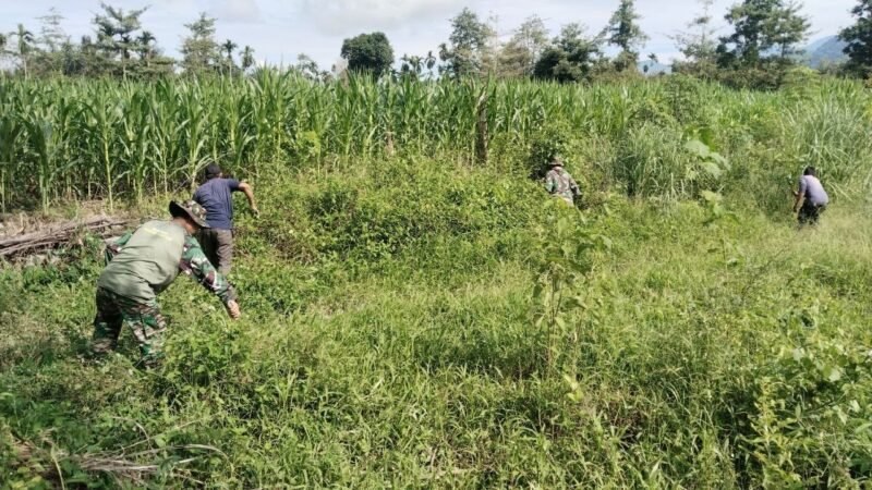 Babinsa Satgas Jembatan Gantung bersama warga Desa Rambung Jaya, Kecamatan Darul Hasanah, Aceh Tenggara, bahu-membahu membersihkan lahan yang akan menjadi lokasi pembangunan jembatan gantung, Senin (14/9/2026).