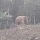Seorang petani perempuan Srimah (55) patah kaki usai diinjak gajah liar di perkebunan sawit Gampong Kapa Seusak, Trumon Timur, Aceh Selatan, Senin (14/9/2026) sore.