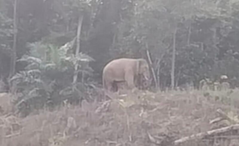 Seorang petani perempuan Srimah (55) patah kaki usai diinjak gajah liar di perkebunan sawit Gampong Kapa Seusak, Trumon Timur, Aceh Selatan, Senin (14/9/2026) sore.