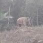 Seorang petani perempuan Srimah (55) patah kaki usai diinjak gajah liar di perkebunan sawit Gampong Kapa Seusak, Trumon Timur, Aceh Selatan, Senin (14/9/2026) sore.