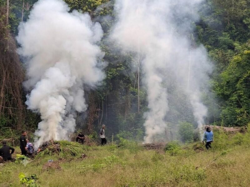 Deninteldam IM temukan ladang ganja seluas 1,5 hektare di pegunungan Desa Lambada Seulimuem Aceh Besar, Kamis (17/9/2026). 