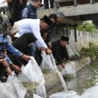 Pemkab Aceh Tengah tebar 50.000 benih ikan nila di Tamak Tue Kampung Empus Talu untuk dukung ketahanan pangan dan kemandirian pangan tingkat kampung.