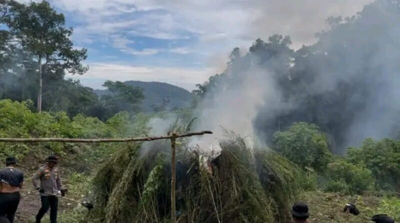 Polres Gayo Lues musnahkan 53 ribu batang ganja seluas 26,5 hektare di pegunungan Desa Ekan dan Pepelah Pining dalam Operasi Antik Seulawah 2026, tim jalan kaki 10 jam sejak Kamis 17/9/2026 dipimpin Kapolres AKBP Cakra Donya.
