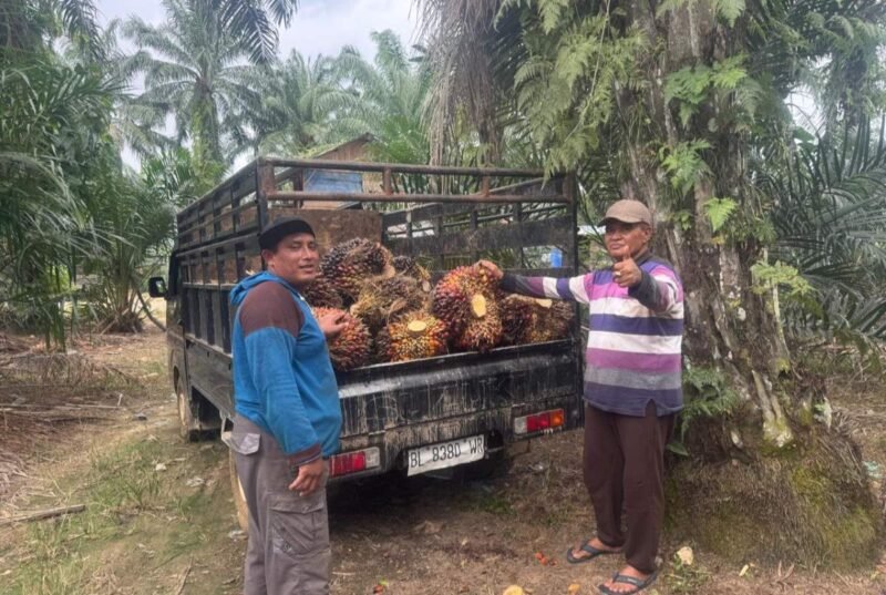 Apkasindo Aceh minta bupati dan wali kota wilayah barat selatan Barsela panggil pengelola PKS yang beli TBS di bawah harga ketetapan Pemerintah Aceh.
