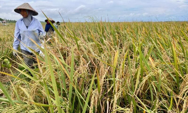 Momentum Hari Tani Nasional 24 September, Ketua Gerakan Pemuda Berusahatani Geupubut Aceh Zulfikar Mulieng minta pemerintah lebih peduli nasib petani, Kamis 24 September 2026.
