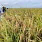 Momentum Hari Tani Nasional 24 September, Ketua Gerakan Pemuda Berusahatani Geupubut Aceh Zulfikar Mulieng minta pemerintah lebih peduli nasib petani, Kamis 24 September 2026.