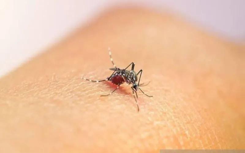 Dinkes Aceh Jaya laporkan kasus malaria kembali merebak diduga akibat aktivitas masyarakat di lokasi penambangan emas rakyat dalam beberapa bulan terakhir.