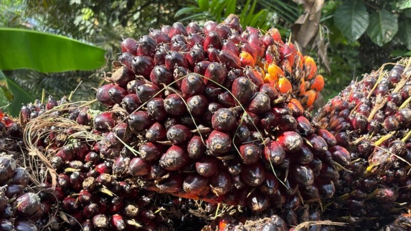 Plt Ketua Apkasindo Aceh Muazzam ajak para petani sawit lakukan patroli bersama guna cegah maraknya aksi pencurian TBS & brondolan kelapa sawit di wilayah Aceh.