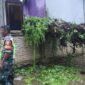 Rumah warga Desa Kain Golong Simpang Kanan Aceh Singkil rusak parah tertimpa pohon sawit 6 meter tumbang diterjang angin kencang Selasa 29 September 2026 pukul 17.10 WIB.