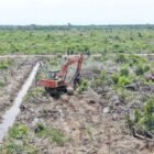 Yayasan Konservasi Alam Timur Aceh YAKATA desak APH tindak perusakan dan pembukaan hutan produksi berekosistem mangrove 110 hektare di Kampung Pusung Kapal Kecamatan Seruway Aceh Tamiang.