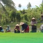 Nilai Tukar Petani NTP Aceh September 2026 naik 0,90 persen jadi 129,21 dibandingkan Agustus 2026 kenaikan terutama didorong meningkatnya harga diterima petani dari komoditas pertanian dan perkebunan.