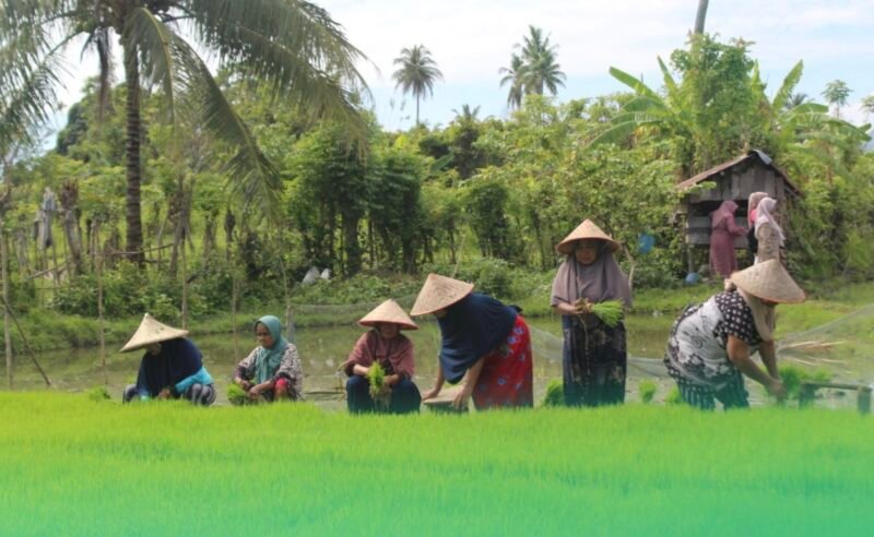 Nilai Tukar Petani NTP Aceh September 2026 naik 0,90 persen jadi 129,21 dibandingkan Agustus 2026 kenaikan terutama didorong meningkatnya harga diterima petani dari komoditas pertanian dan perkebunan.