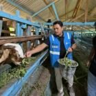 PT PLN Nusantara Power Unit Arun latih 4 kelompok tani di Muara Satu Lhokseumawe: Poktan Karya Ternak, Makmu Ternak, Gata Rakan Lon, Ujong Jaya olah limbah hijauan jadi pakan silase tekan biaya dan jaga ketersediaan pakan.