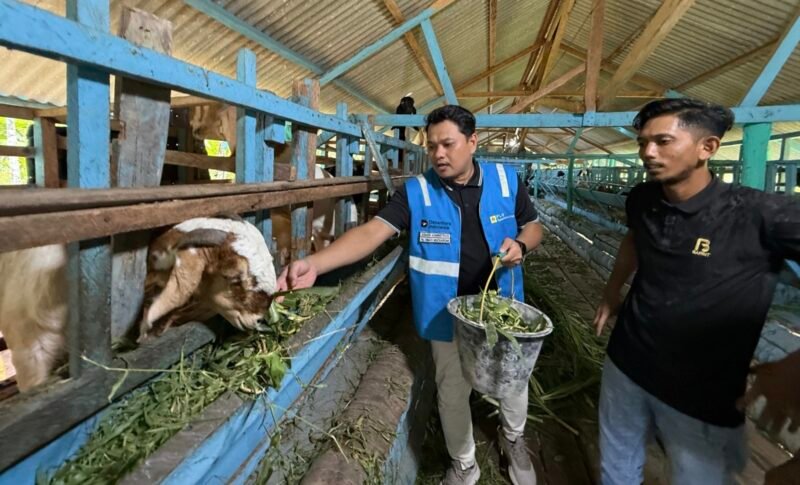 PT PLN Nusantara Power Unit Arun latih 4 kelompok tani di Muara Satu Lhokseumawe: Poktan Karya Ternak, Makmu Ternak, Gata Rakan Lon, Ujong Jaya olah limbah hijauan jadi pakan silase tekan biaya dan jaga ketersediaan pakan.