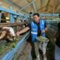 PT PLN Nusantara Power Unit Arun latih 4 kelompok tani di Muara Satu Lhokseumawe: Poktan Karya Ternak, Makmu Ternak, Gata Rakan Lon, Ujong Jaya olah limbah hijauan jadi pakan silase tekan biaya dan jaga ketersediaan pakan.