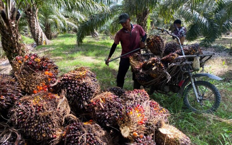 Ketua Apkasindo Aceh Fadhli Ali, Ahad (11/10/2026): harga CPO merosot Rp1.000/kg dalam 3 pekan, dari >Rp15.500 sempat Rp16.000/kg Agustus-awal Sept jadi di bawah Rp15.000 bahkan Rp14.625/kg per 7 Okt 2026, seret TBS turun. 