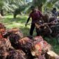 Ketua Apkasindo Aceh Fadhli Ali, Ahad (11/10/2026): harga CPO merosot Rp1.000/kg dalam 3 pekan, dari >Rp15.500 sempat Rp16.000/kg Agustus-awal Sept jadi di bawah Rp15.000 bahkan Rp14.625/kg per 7 Okt 2026, seret TBS turun. 