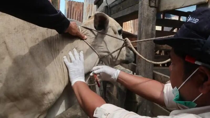 Peternak Aceh Tamiang masih tunggu janji ganti 11 ribu ternak mati banjir bandang akhir 2025, mayoritas sapi.