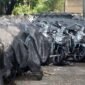 Pengadaan 19.269 unit motor listrik untuk program Makan Bergizi Gratis (MBG) Badan Gizi Nasional (BGN) diduga merugikan negara hingga Rp 863,8 miliar. 