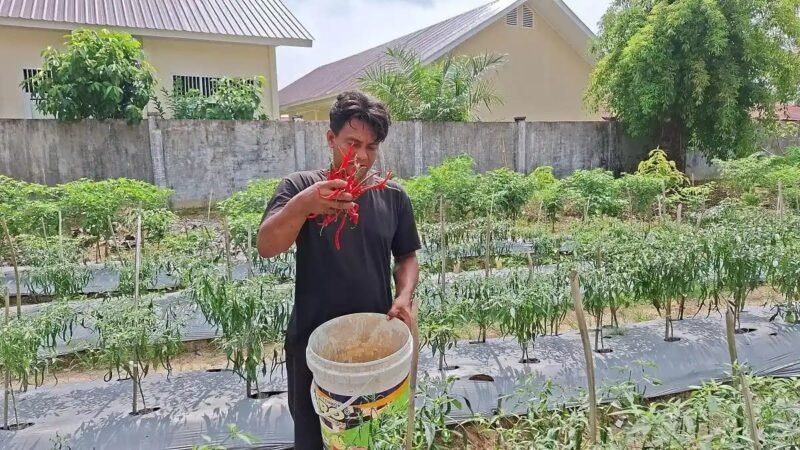 Petani Aceh Singkil mulai panen cabai merah keriting pasokan tidak lagi bergantung kiriman Sumut tekan harga pasar.