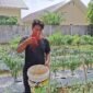 Petani Aceh Singkil mulai panen cabai merah keriting pasokan tidak lagi bergantung kiriman Sumut tekan harga pasar.