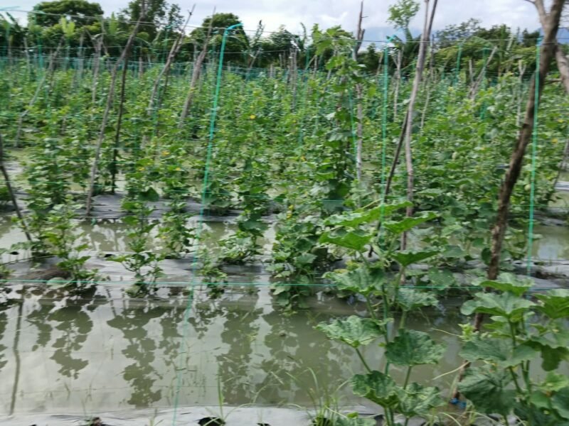 Kondisi Kebun Melon BUMG Gairah Muda Gampong Lheu Blang, Kecamatan Darul Imarah, Aceh Besar Yang Terendam Banjir Genangan, pada Sabtu (24/10/2026). Foto: NA