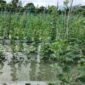 Kondisi Kebun Melon BUMG Gairah Muda Gampong Lheu Blang, Kecamatan Darul Imarah, Aceh Besar Yang Terendam Banjir Genangan, pada Sabtu (24/10/2026). Foto: NA