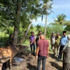 Suasana pemberian obat cacing dan vitamin kepada sapi milik masyarakat pada pengabdian masyarakat yang digelar Dinas Pertanian Aceh Besar dan FKH USK, di Kecamatan Kuta Baro, Aceh Besar, Senin (26/10/2026). FOTO/ DOK MC ACEH BESAR