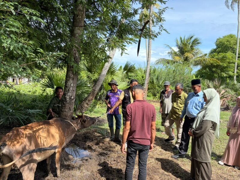 Suasana pemberian obat cacing dan vitamin kepada sapi milik masyarakat pada pengabdian masyarakat yang digelar Dinas Pertanian Aceh Besar dan FKH USK, di Kecamatan Kuta Baro, Aceh Besar, Senin (26/10/2026). FOTO/ DOK MC ACEH BESAR