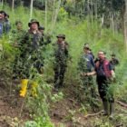 Polda Aceh dan BNNP Ungkap 18 Hektare Ladang Ganja di Aceh Utara, 4 Pelaku Diamankan.