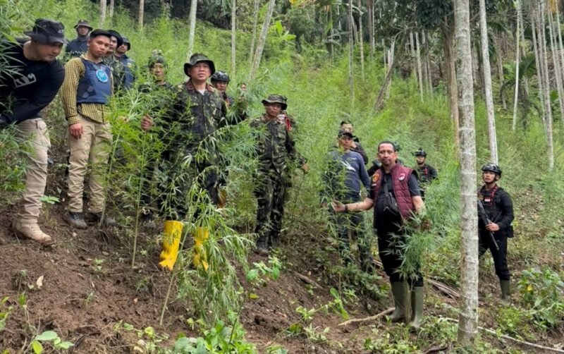 Polda Aceh dan BNNP Ungkap 18 Hektare Ladang Ganja di Aceh Utara, 4 Pelaku Diamankan. 